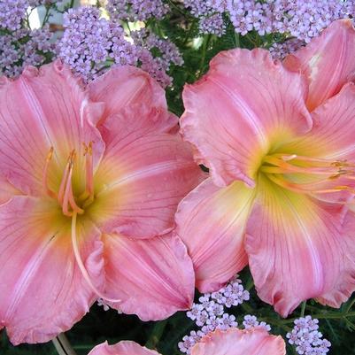 Hydrangea macrophylla Glory Blue