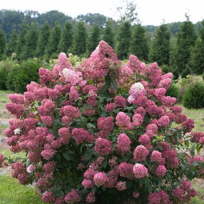 Hydrangea paniculata Fire Light&reg;