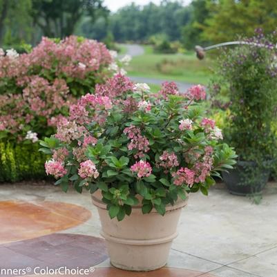Hydrangea paniculata Little Quick Fire&reg;