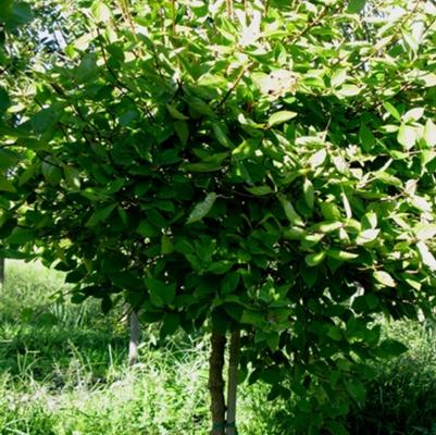 Hydrangea paniculata Grandiflora