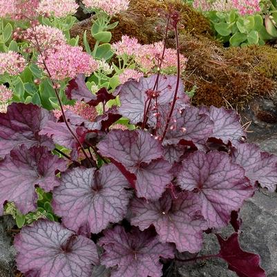 Hydrangea serrata Pink Dynamo