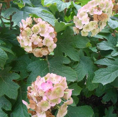 Hydrangea quercifolia Snow Queen