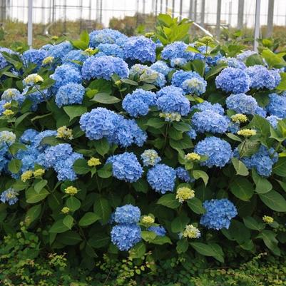 Ilex glabra Shamrock