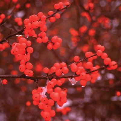 Ilex verticillata Berry Heavy&reg;