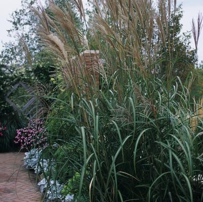 Juniperus scopulorum Moonglow