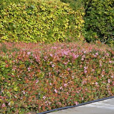Acer palmatum Butterfly