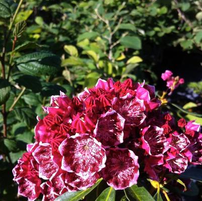 Kalmia latifolia Kaleidoscope