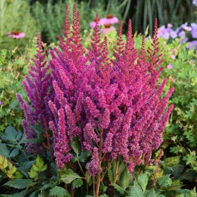Astilbe chinensis Visions