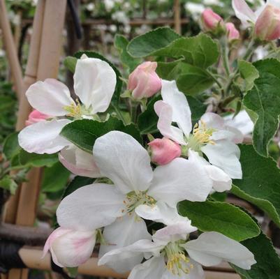 Malus domestica Lodi