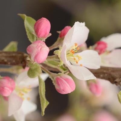 Malus domestica Pink Lady&reg;