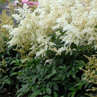 Astilbe rhizomatous Deutschland