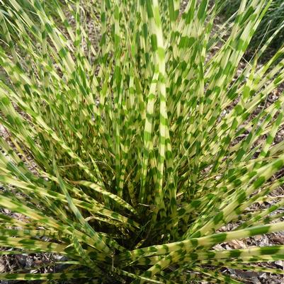 Miscanthus sinensis Gold Bar