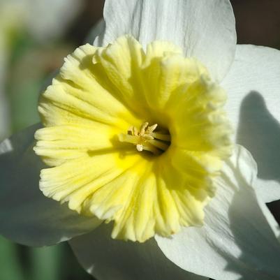 Narcissus Ice Follies