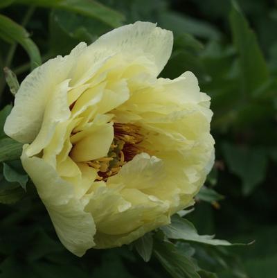 Paeonia suffruticosa High Noon