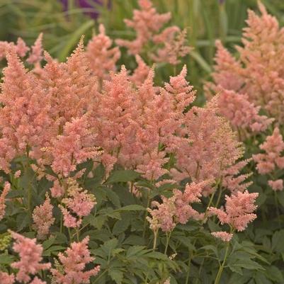 Astilbe japonica Peach Blossom