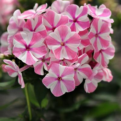 Phlox paniculata Peppermint Twist