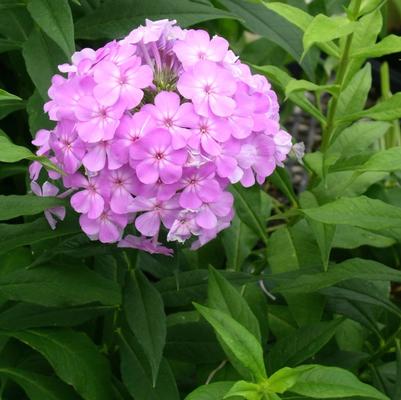 Phlox paniculata David's Lavender