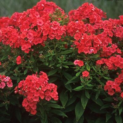 Phlox paniculata Orange Perfection