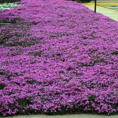 Phlox subulata 