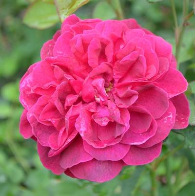 Pieris japonica Red Mill