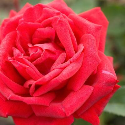 Pieris japonica Prelude