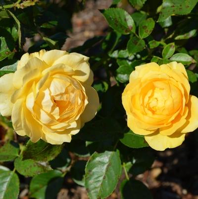 Platanus occidentalis 