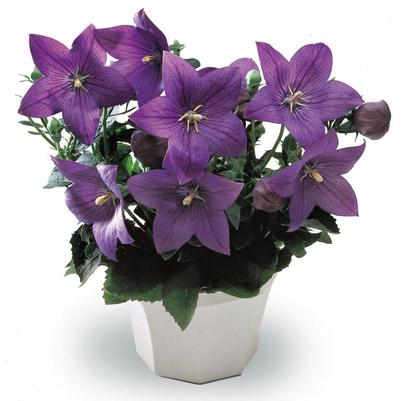 Platycodon grandiflorus Astra Blue