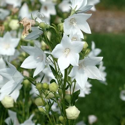 Platycodon grandiflorus Fuji White