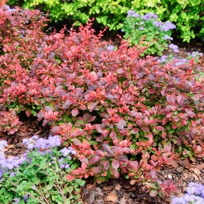 Berberis thunbergii Royal Burgundy&reg;