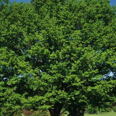 Prunus avium Rainier