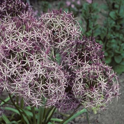 Prunus cerasifera Thundercloud