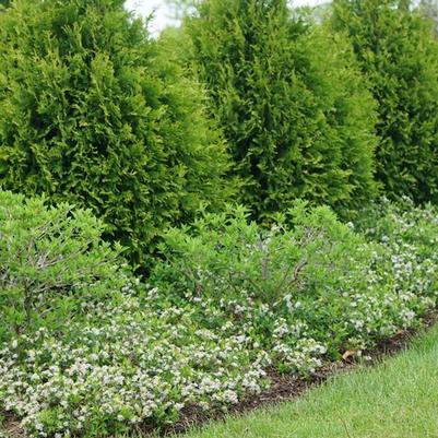 Prunus laurocerasus Skinny Skip&reg;