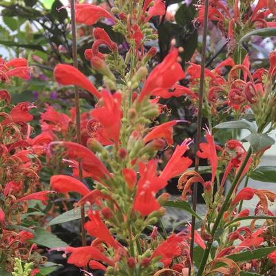 Rhododendron Percy Wiseman