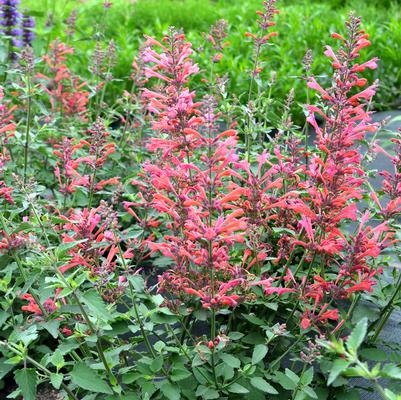 Rhododendron English Roseum