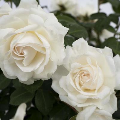 Rosa Cloud 10&trade;