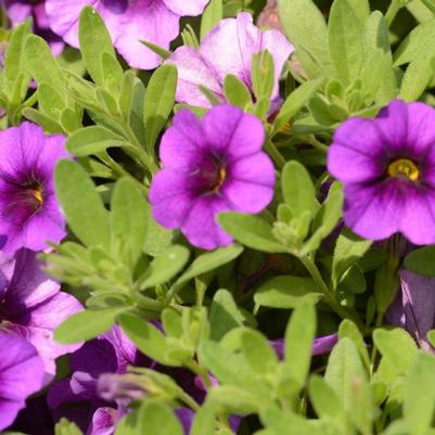 Rosa chinensis Ducher