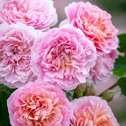 Rosa Eustacia Vye&trade;