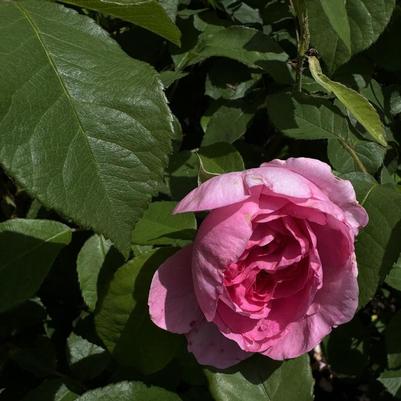 Rosa Gertrude Jekyll