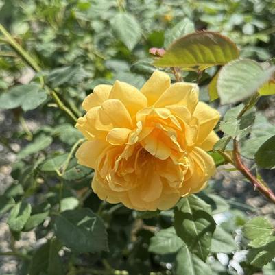 Rosa Golden Celebration