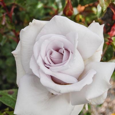 Rosa Stainless Steel&trade;