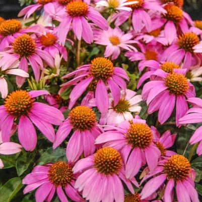 Rubus idaeus Caroline