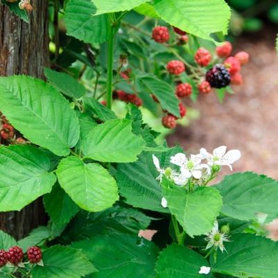 Rubus fruticosus Chester