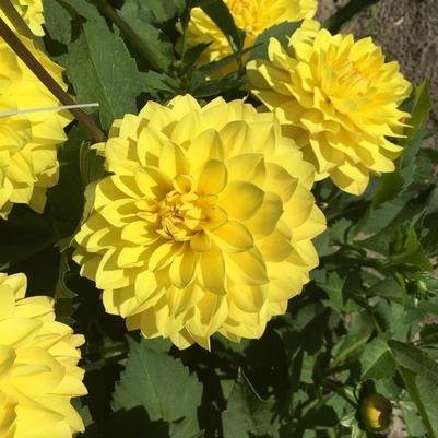 Sedum spectabile Neon