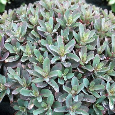 Sedum telephium Marina