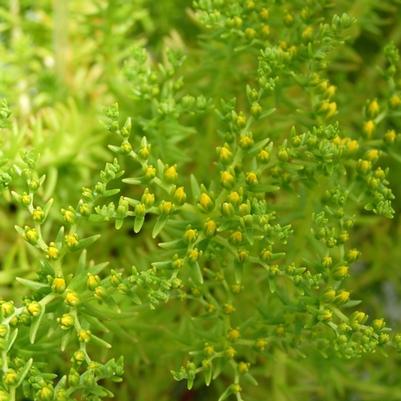 Sedum mexicanum Lemon Ball