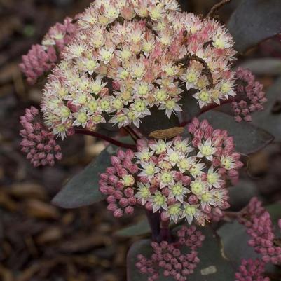 Sedum Moonlight Serenade