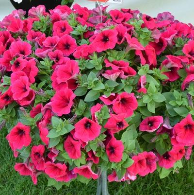 Sempervivum Red Rubin