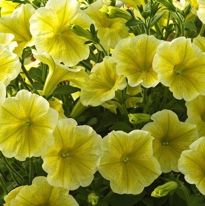 Syringa pubescens ssp. patula Miss Kim