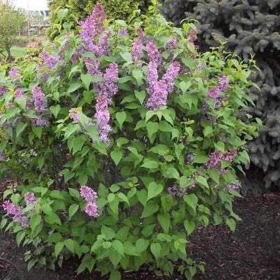 Syringa vulgaris Tiny Dancer&trade;