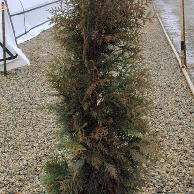 Thuja plicata Steeplechase